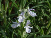 Rosmarinus officinalisRozemarijn bestellen